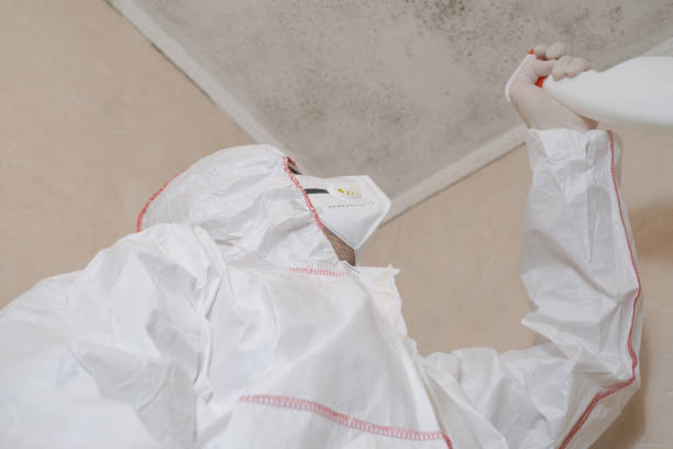 Best Residential Mold Remediation in Moyie Springs, ID