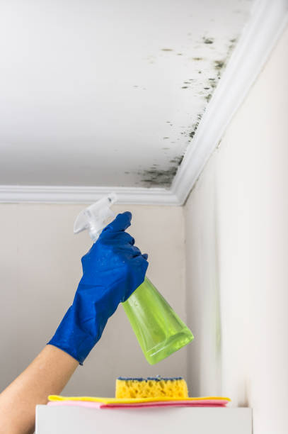 Best Health and Safety Mold Remediation in Moyie Springs, ID